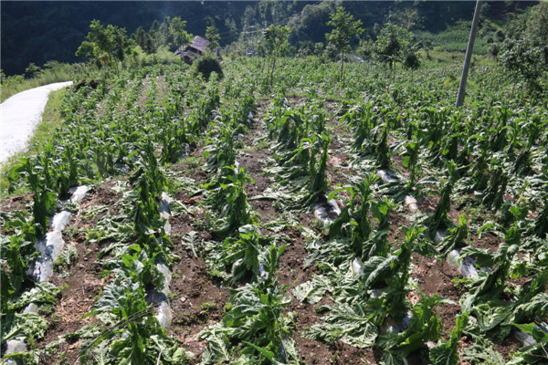 IMG_4826.JPG IMG_4826.JPG