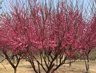 1582626297(1).png 1582626297(1).png