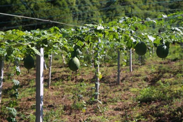 webwxgetmsgimg (15)_副本.jpg webwxgetmsgimg (15)_副本.jpg